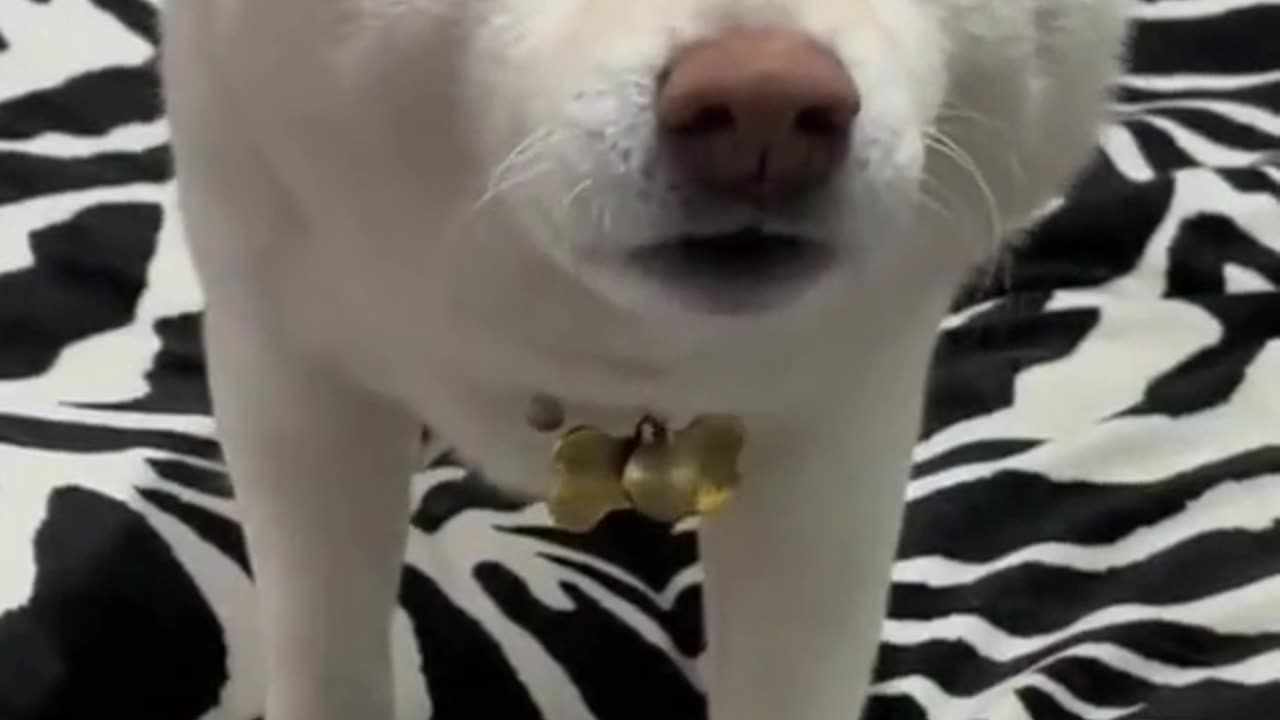 Cute and funny dog video.