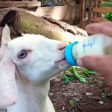 Kambing imut lucu laper minum susu.