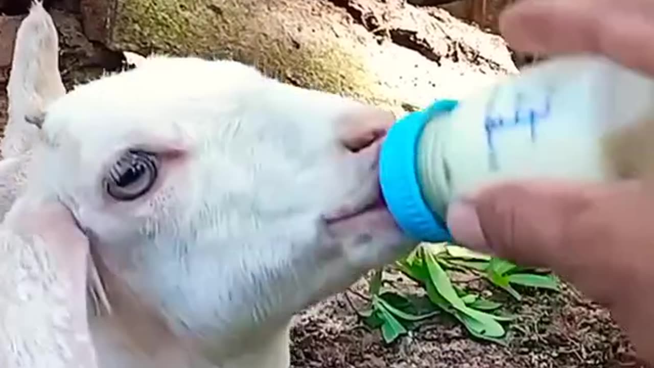 Kambing imut lucu laper minum susu.