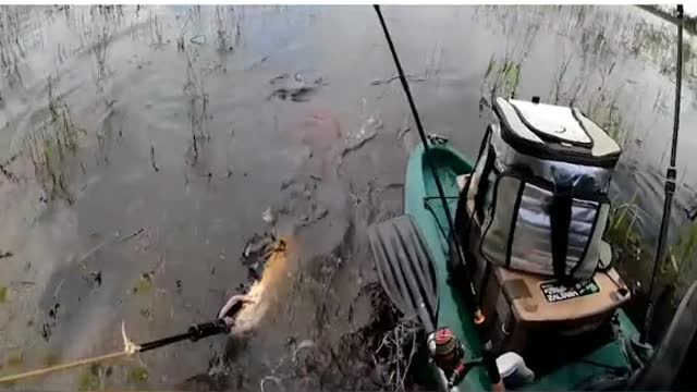 4#prscaria in the amazon you are nervous ? go fishing!