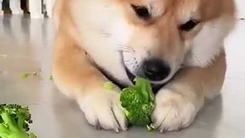 Dog eating broccoli 🥦❤️ #shorts #dog #dogs #animals