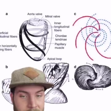 Where Were You When You Found Out Your Heart Doesn’t Actually Pump?