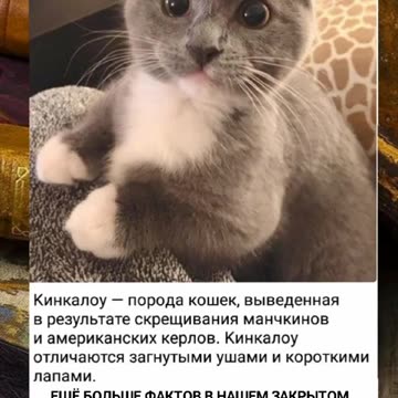 НОВА ПОРОДА КОТКИ : КИНКАЛОУ