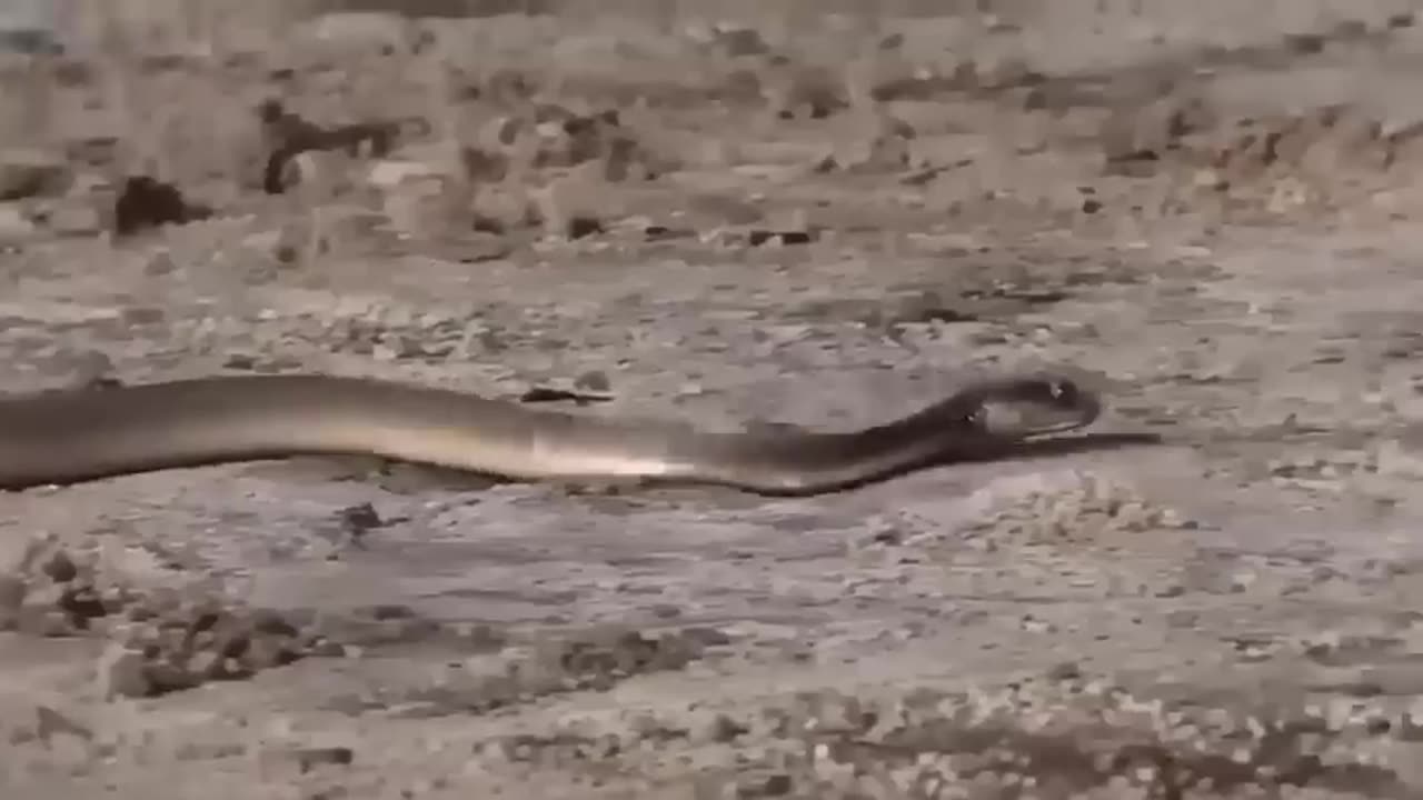 Heartbreaking Moment: Mother Lion Witnessess Cub's Crocodile Attack (Nature's Cruel Twist