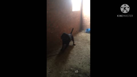 Rottweiler dog is very fierce and almost cut chains