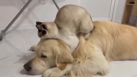 Funny Cat vs Cute Golden Retriever Dog