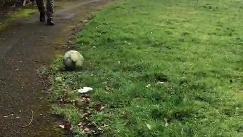 Kentucky Fried Wipeout