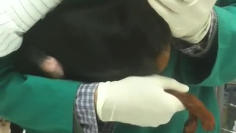 How to inject drugs for dogs