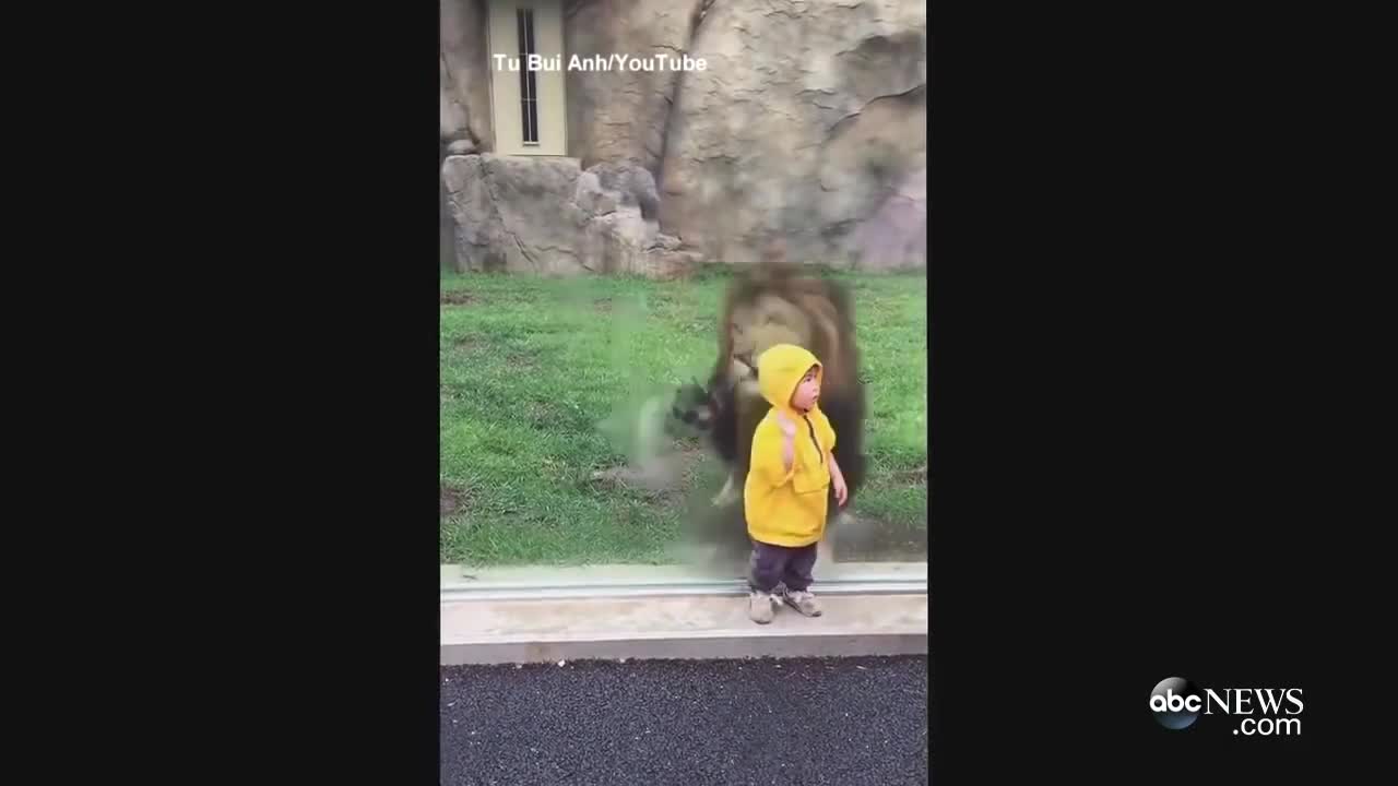 Lion Lunges at Boy at Zoo in Japan