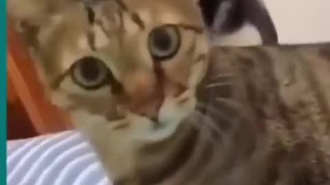 Cats and dogs fighting very funny Try not to laugh