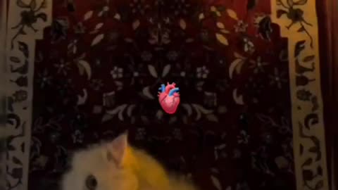 Cats 🐈🫀😺