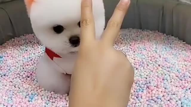 A CUTE FUNNY DOG