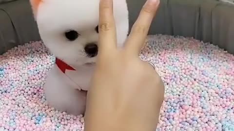 A CUTE FUNNY DOG