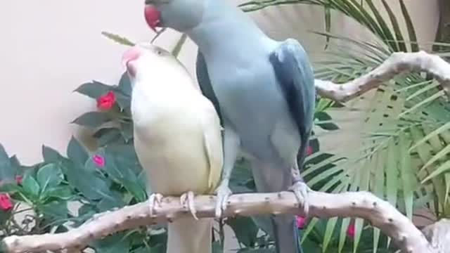 The bird also shows his love