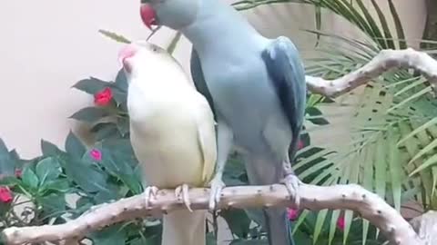 The bird also shows his love