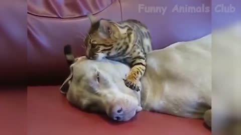 Funny Animals Video - Best Cats😹 and Dogs🐶 Videos of the Week