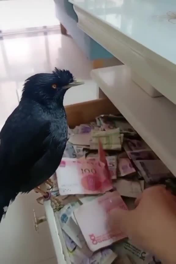 I need a bird like this.🐦😁