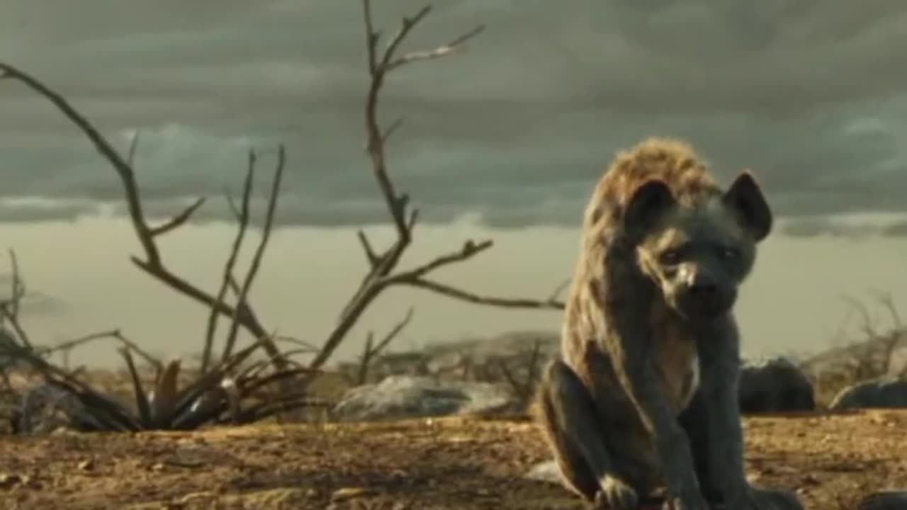 The lion King funny scene