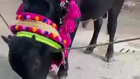 Beautiful angry bull