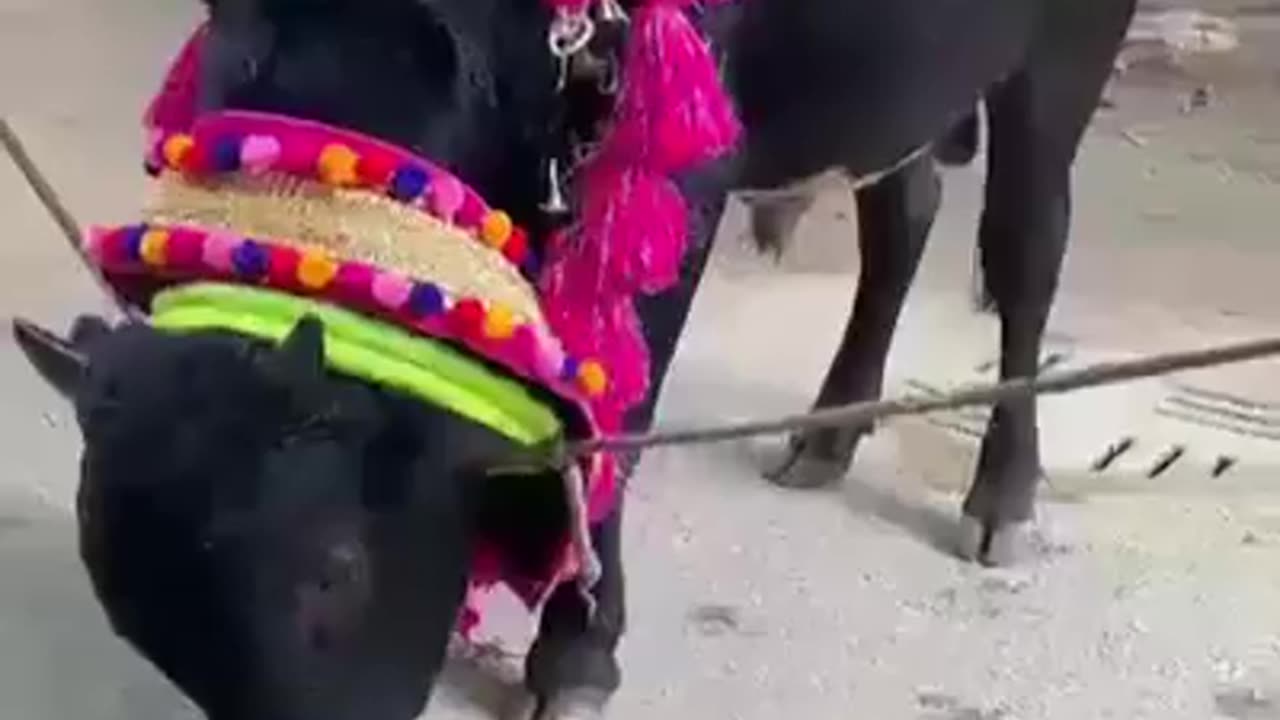 Beautiful angry bull