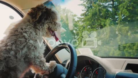 A Focused Dog Driver Driving A Car Drives Through The Us Suburbs