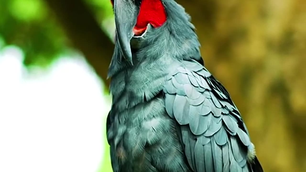 Palm cockatoo