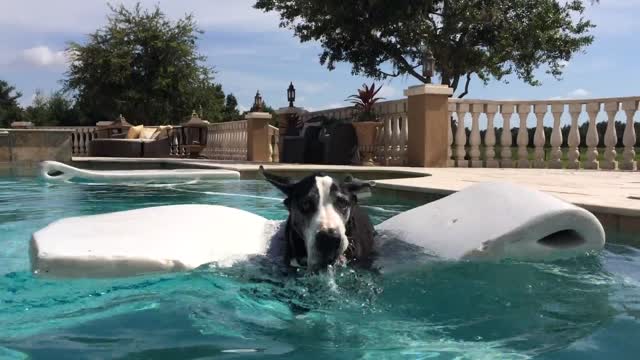 Gran Danés se relaja en la piscina, aprende a usar un flotador