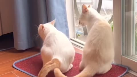 Different funny movement of cat