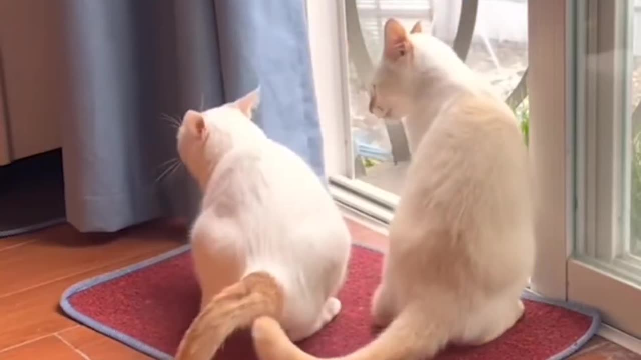 Different funny movement of cat