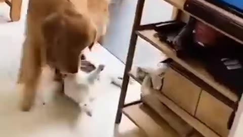 Funny cat funny dogi