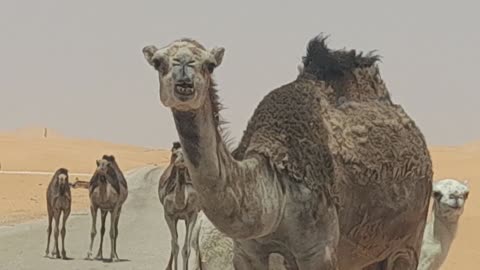 Camels in desert