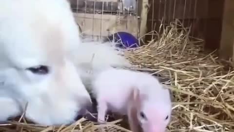 Dogs and pigs
