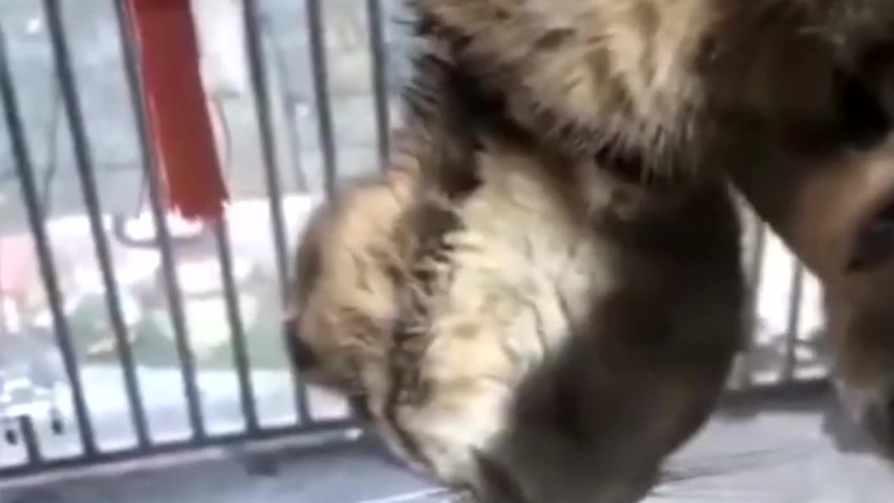 The funniest animals Funny videos about cats, dogs and other animals