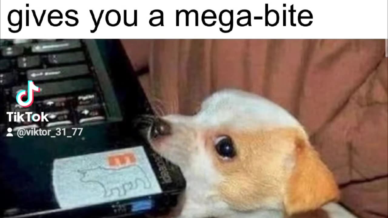Laptop and Puppy #humour #humor #dog #dogsfunny #puppy #puppies