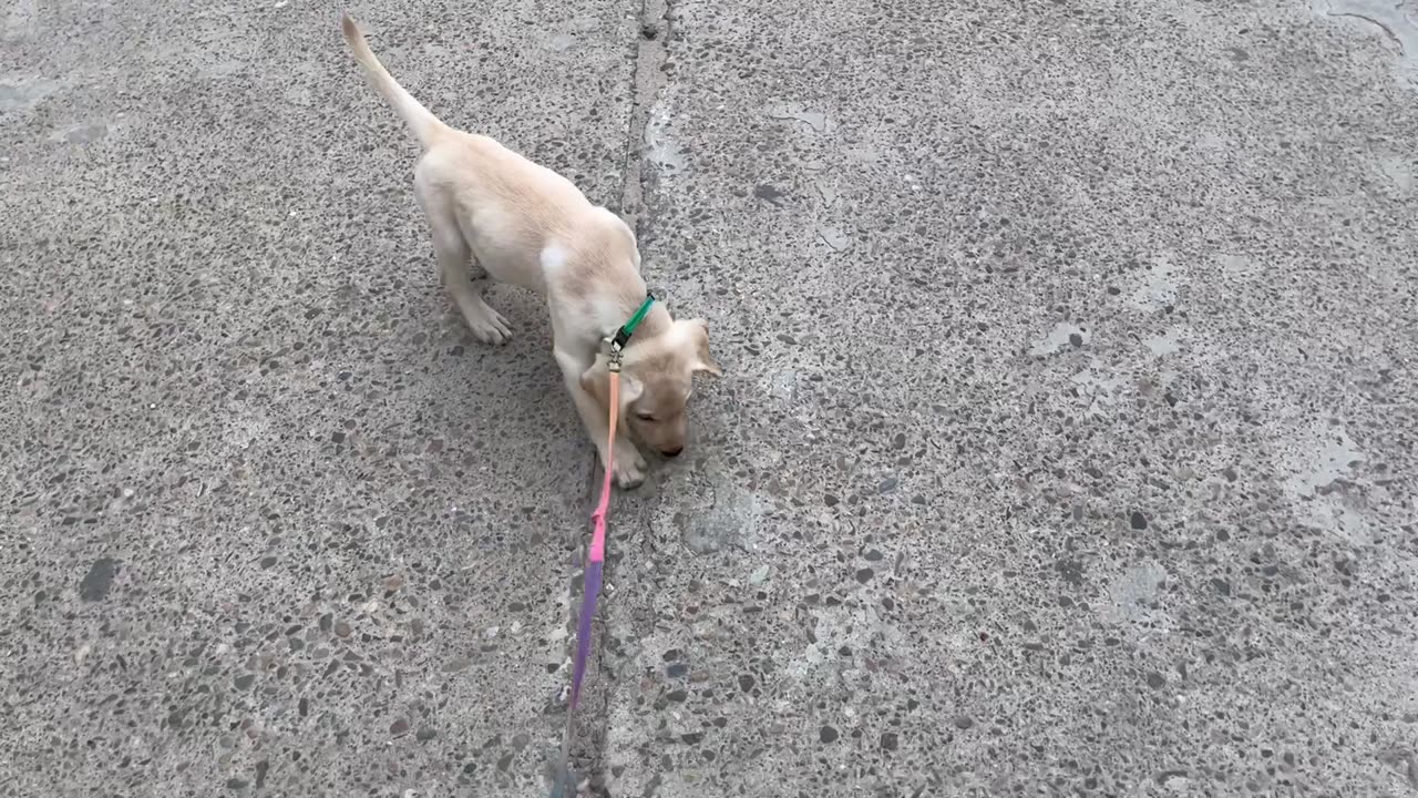 Morning Walk With My Cute Dolo The Labrador