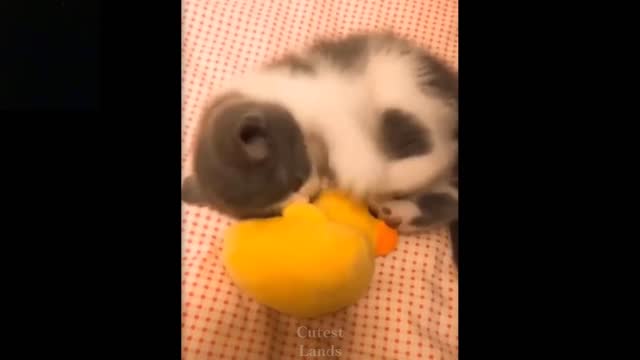 Cute And Funny Pets | Try Not To Laugh To These Pets Compilation #7💗 Cutest Lands