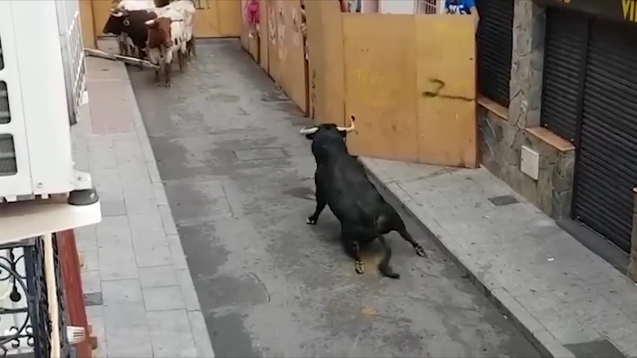 Bull Breaks Legs At Spanish Festival