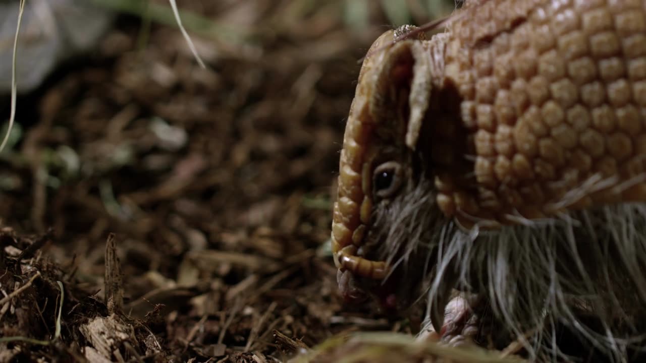 🌳 Adorable Armadillo Feasts and Dances in the Enchanted Forest!🌿