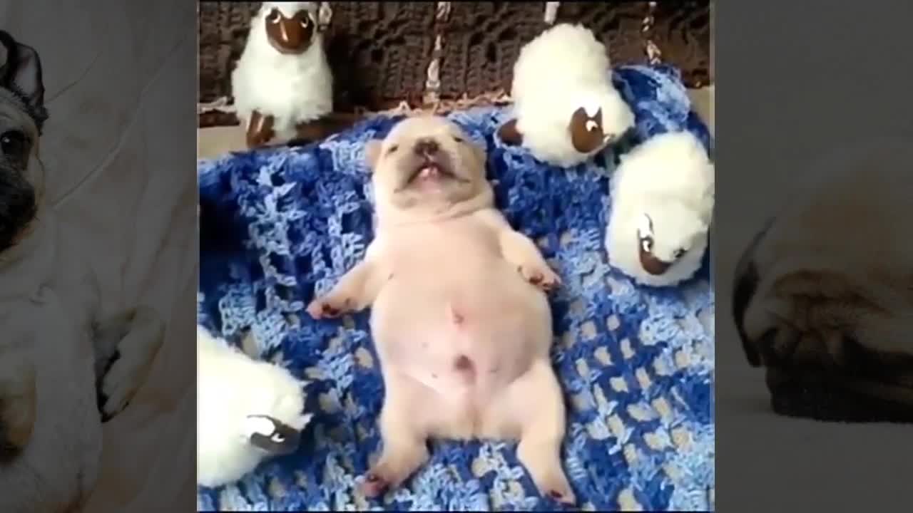 Pug puppies playing