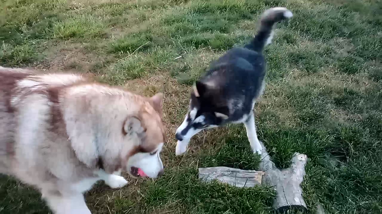 Avalanche and Luna play tug of war (Alaskan Malamute's)