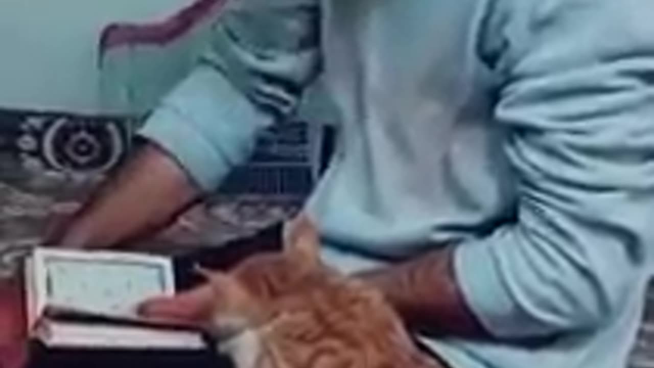 A BEAUTIFULL VIDEO CAT IISSON HOLLEY QURAN