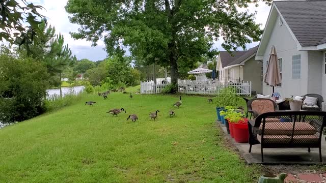 Backyard Canadian Geese & the Crepe Myrtle