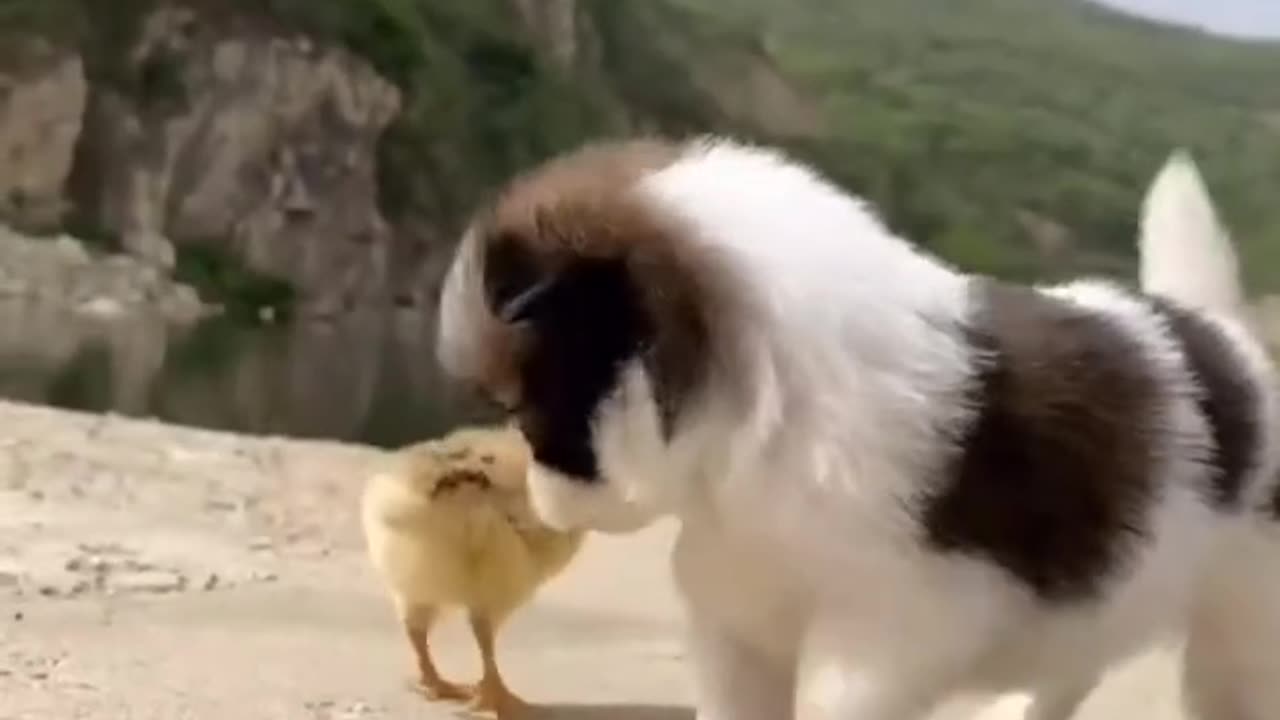 A beautiful momet puppies chik hen, freindship, funny animals video