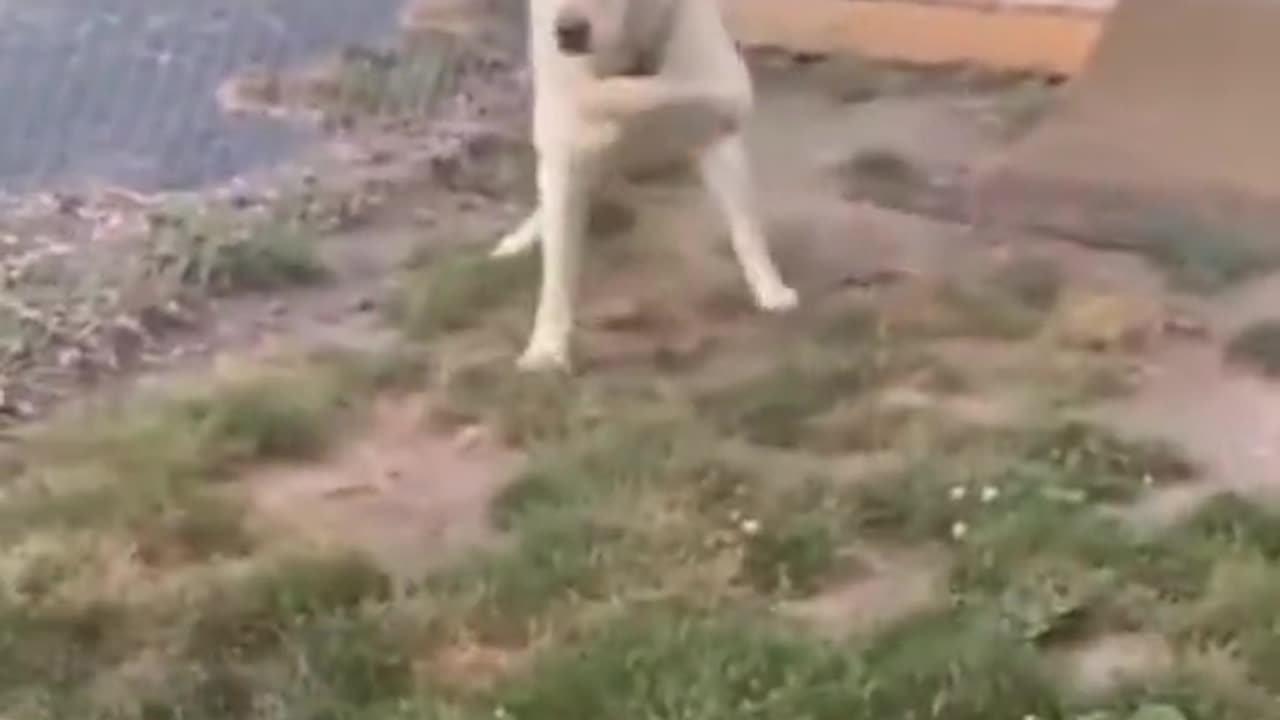 Funny Dog 🐕🤣 running Very Fast