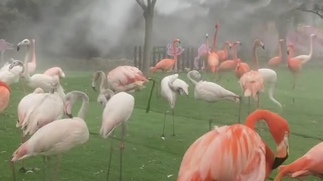 What if it's raining today # Flamingos