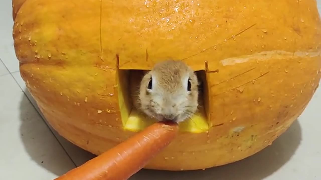 Eating carrots is so delicious #rabbit #gardencutepet #how healing can small animals be