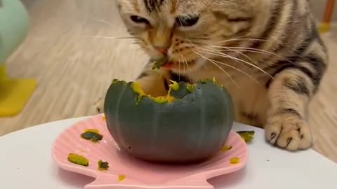 funny cats