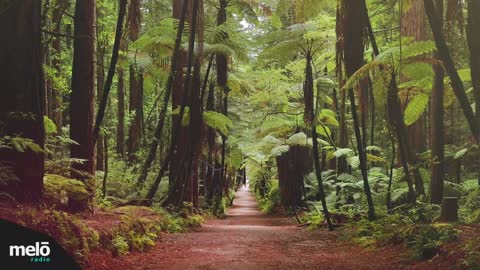 Forest Sounds - 1 hour of calming sounds to Study/Work/Relax/Sleep