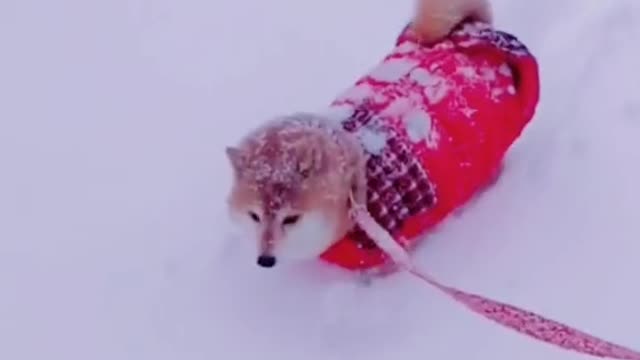 The dog who saw snow for the first time #pet #fyp #dog #puppy #mystyle