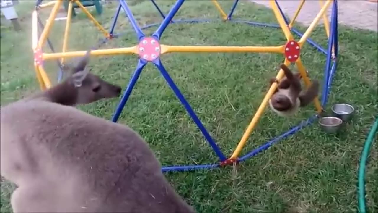 Baby Sloths Being -Funniest competition